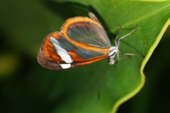 Oleria paula