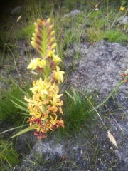 Tritoniopsis bicolor