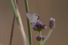 Eicochrysops messapus