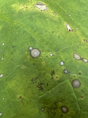 Cercospora catalpae