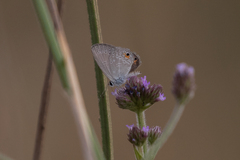 Eicochrysops messapus
