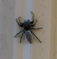 Phidippus mystaceus