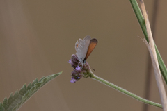 Eicochrysops messapus