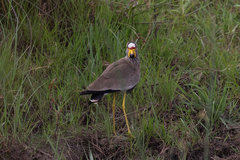 Vanellus senegallus