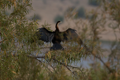 Anhinga rufa
