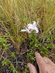 Rhododendron atlanticum