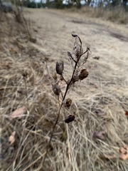 Camassia