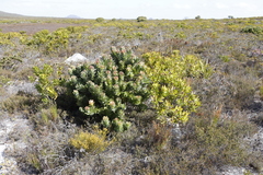 Mimetes fimbriifolius
