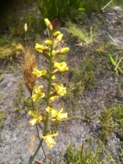 Tritoniopsis bicolor