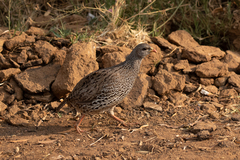 Pternistis natalensis