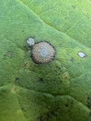 Cercospora catalpae