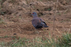 Columba guinea