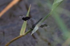 Brachythemis leucosticta