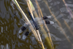 Brachythemis leucosticta