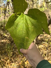 Cercospora catalpae