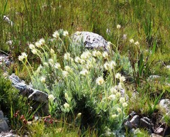 Syncarpha speciosissima