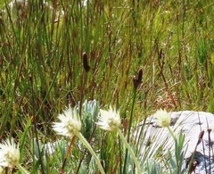 Syncarpha speciosissima