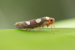 Tettisama quinquemaculata