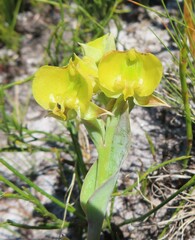 Pterygodium acutifolium