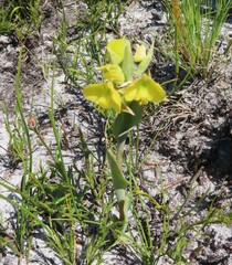 Pterygodium acutifolium