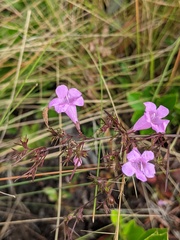 Agalinis fasciculata
