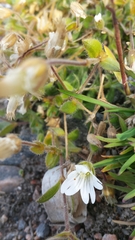 Cerastium alpinum