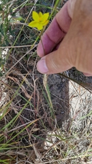 Cyanella lutea