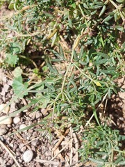 Fagonia cretica