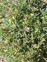 Fagonia cretica