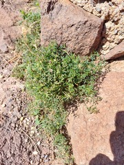 Fagonia cretica