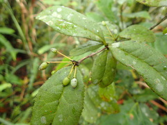 Berberis schaaliae