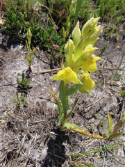Pterygodium acutifolium
