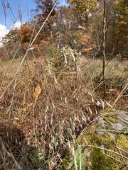 Bromus pubescens