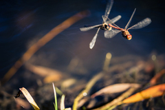 Sympetrum striolatum