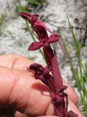 Disa ophrydea