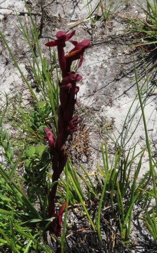 Image of Disa ophrydea by (c) linkie, some rights reserved (CC BY)