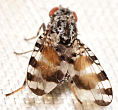 Pseudotephritis vau
