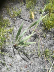 Tritoniopsis bicolor