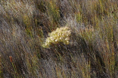 Serruria glomerata
