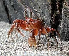 Ocypode gaudichaudii