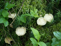 Gymnopus aquosus
