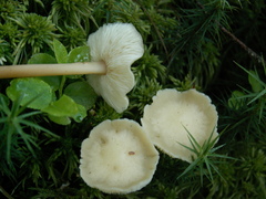 Gymnopus aquosus