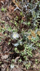 Drosanthemum calycinum