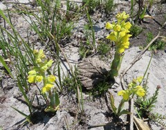 Pterygodium acutifolium