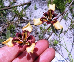 Moraea lurida