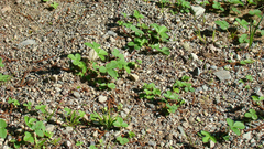 Fragaria virginiana