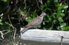 Streptopelia capicola