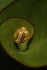 Afrixalus fornasini