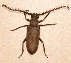 Prosphilus serricornis