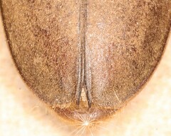 Prosphilus serricornis